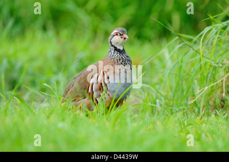 Pernici rosse (Alectoris rufa) passeggiate in erba, Oxfordshire, Inghilterra, Agosto Foto Stock