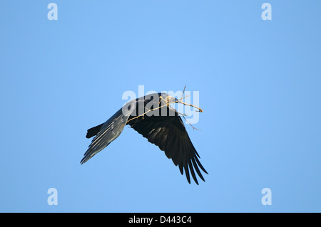 Rook (Corvus frugilegus) in volo con materiale di nidificazione, Oxfordshire, Inghilterra, Marzo Foto Stock