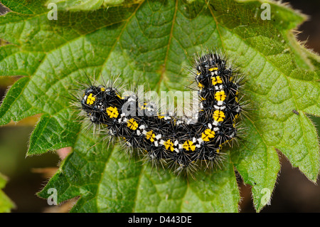 Scarlet Tiger Moth (Callimorpha dominula) finale instar larva in appoggio sulla lamina, Oxfordshire, Inghilterra, Aprile Foto Stock
