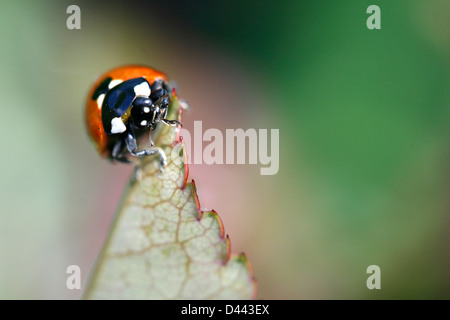 Un sette punti coccinella avente il pranzo alla sommità di un congedo. Foto Stock