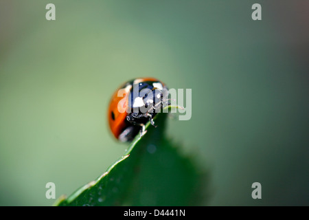 Un sette punti coccinella alla sommità di un congedo. Foto Stock