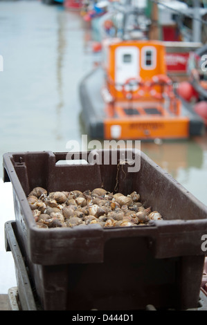 Chiocciole di mare appena pescato lo scarico dalla barca Foto Stock