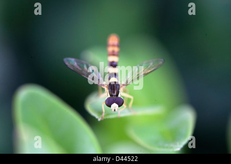 Close-up di hover fly -Episyrphus syrph. Questo piccolo insetto è un fly che si veste come una Vespa per proteggersi dai predatori. Foto Stock