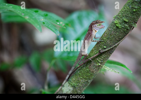 Anole lizard a Gamboa nel parco nazionale di Soberania, Repubblica di Panama. Foto Stock