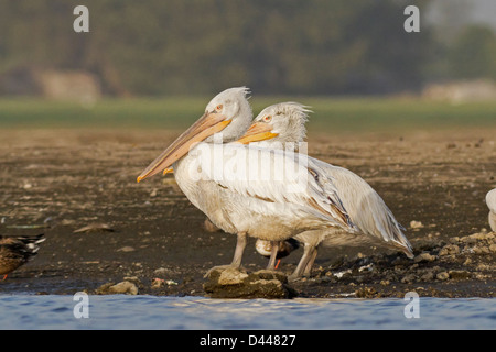 Dalmazia pellicani (Pelecanus crispus) Foto Stock
