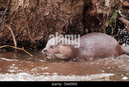 Wild Lontra europea Lutra lutra sulla banca del fiume di Norfolk Foto Stock