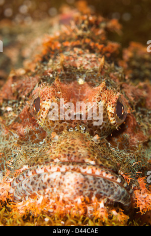 È poss Scorfani (Scorpaenopsis possi) ben mimetizzata su un tropicale Coral reef in Bali, Indonesia. Foto Stock