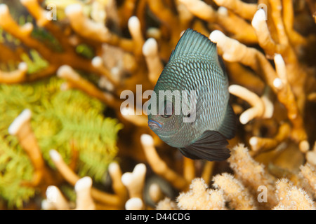 Tre-spot (Dascyllus trimaculatus Dascyllus) su un tropical Coral reef in Bali, Indonesia. Foto Stock