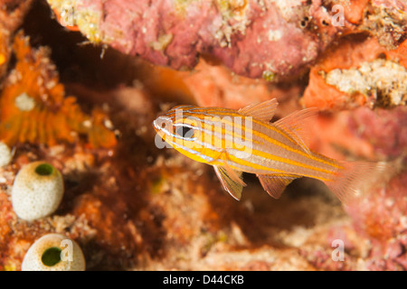 Yellowstriped Cardinalfish (Apogon cyanosoma) su un tropical Coral reef in Bali, Indonesia. Foto Stock