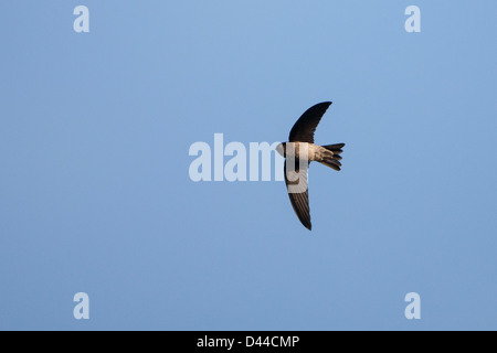 Grotta (Swiftlet Collocalia linchi linchi), grotta gruppo, in volo a Bali, in Indonesia Foto Stock