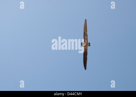 Grotta (Swiftlet Collocalia linchi linchi), grotta gruppo, in volo a Bali, in Indonesia Foto Stock