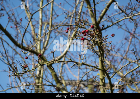 Ancora aggrappate a fine inverno qualche colore rosso brillante biancospino bacche Foto Stock