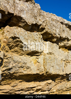 Rocce calcaree in prossimità del vertice del Great Orme Llandudno Conwy North Wales UK con fossili chiaramente visibile sulla superficie Foto Stock