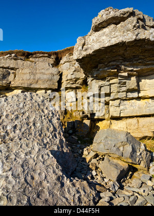 Rocce calcaree in prossimità del vertice del Great Orme Llandudno Conwy North Wales UK con fossili chiaramente visibile sulla superficie Foto Stock