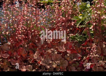 Alumroot o campane di corallo Heuchera x hybrida 'Petite pera', Saxifragacaee Foto Stock