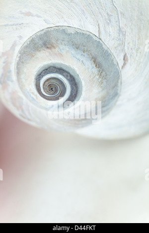 Luna shell, conchiglia di mare Foto Stock