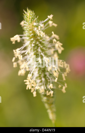 Erba perenne campo coda di volpe fiore sulla prateria chalkland vicino al confine del bosco Foto Stock