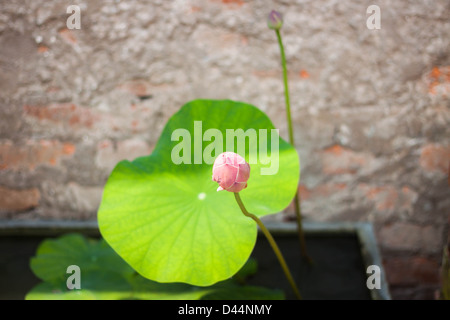 Fresh lotus bud con vintage muro di mattoni in background Foto Stock