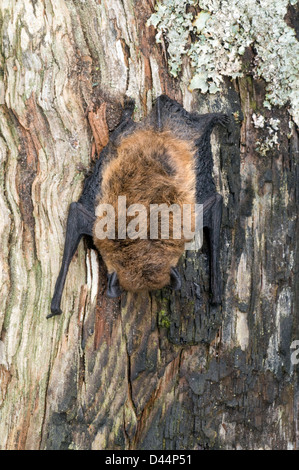 Pipistrelle comune bat,pipistrellus pipistrellus,Cairngorms National Park,highlands,Scozia Scotland Foto Stock