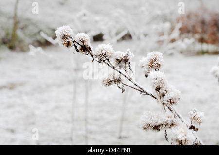 Arctium lappa, maggiore Bardana seedheads nel gelo, Galles. Foto Stock