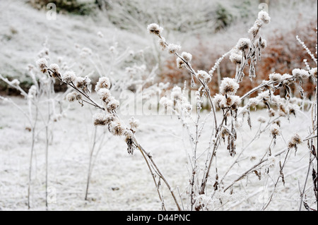 Arctium lappa, maggiore Bardana seedheads nel gelo, Galles. Foto Stock