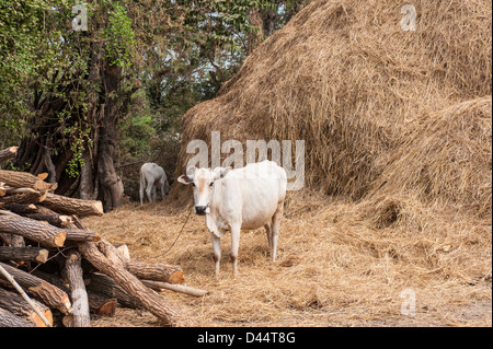 Hoon Prum Kom … villaggio nella provincia di Battambang Foto Stock