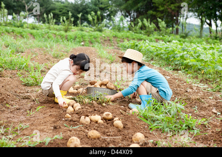 I bambini in una fattoria di mettere le patate in un cestello Foto Stock