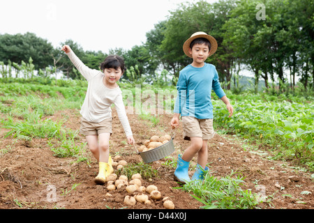 I bambini in un'azienda agricola un cesto di patate insieme Foto Stock