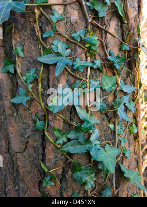 Ivy growing on a tree Foto Stock