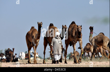 Un venditore porta i suoi cammelli a vendere durante la fiera del bestiame nella parte occidentale della città indiana di Nagaur, in Rajasthan Foto Stock