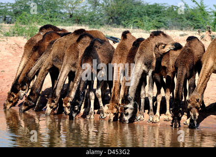 Una mandria di cammelli bere acqua in uno stagno naturale a una fiera del bestiame nella parte occidentale della città indiana di Nagaur, in Rajasthan Foto Stock