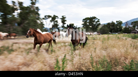 I cavalli di essere lasciate al pascolo su ranch nel Montana, USA Foto Stock