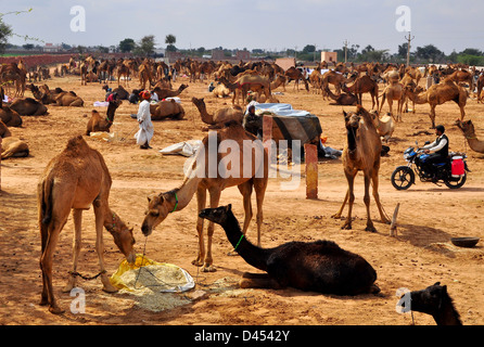 I cammelli per la vendita di stand in un campo presso la fiera del bestiame nella parte occidentale della città indiana di Nagaur, in Rajasthan Foto Stock