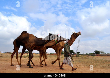 Un fornitore conduce i suoi cammelli a vendere a una fiera del bestiame nella parte occidentale della città indiana di Nagaur, in Rajasthan Foto Stock