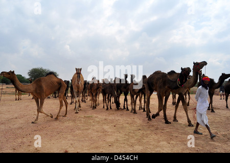 Camel herder con i suoi cammelli a una fiera del bestiame nella parte occidentale della città indiana di Nagaur, in Rajasthan Foto Stock
