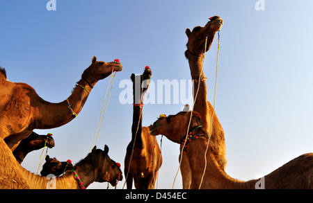 Un gruppo di cammelli in vendita stand in un campo a motivi a Nagaur fiera del bestiame in India occidentale il Rajasthan. Foto Stock