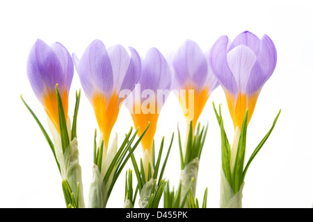 Fiori: gruppo di blu di crochi, isolato su sfondo bianco Foto Stock