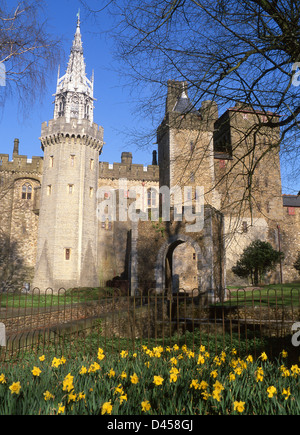 Il Castello di Cardiff appartamenti in stile vittoriano in primavera da Bute Park con Giunchiglie in primo piano Cardiff South Wales UK Foto Stock