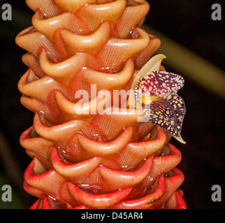 Close-up di colorati in rosso e arancione delle brattee e piccoli fiori punteggiato di alveare lo zenzero - Zingiber spectabil - su sfondo scuro Foto Stock