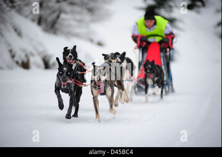 Uno Sled Dog partecipante team Racing per il 2013 Rush di confine della concorrenza nella Izery montagne, Polonia. Foto Stock