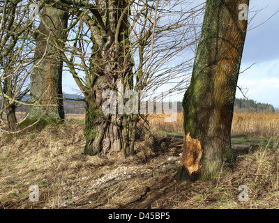 Albero da un castoro rosicchiare / Baum von einem Biber abgenagt Foto Stock