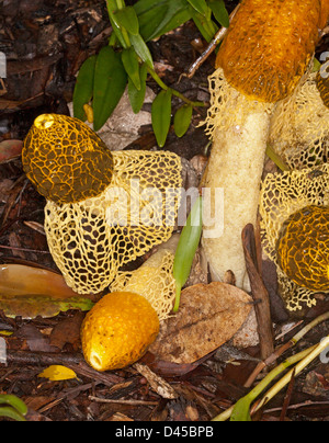 Cluster di orange funghi con lacy 'skirts' - fallo multicolor - stinkhorn fungo tra foglie cadute sul suolo della foresta Foto Stock