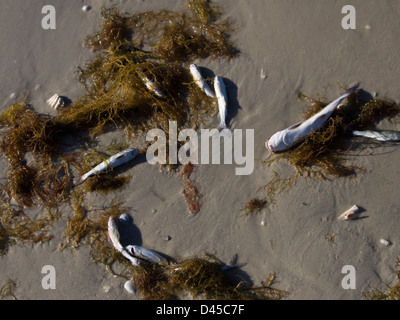 Migliaia di pesci sono stati uccisi dalla marea rossa, fioriture algali, nel sud-ovest della Florida è la più lunga e più ampia ritrovamenti Foto Stock