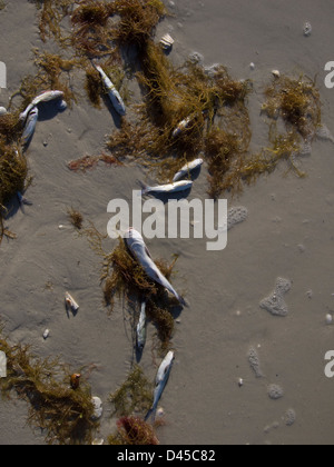 Migliaia di pesci morti da marea rossa, nocivi fioritura algale, in Florida lungo con un numero record di lamantino Foto Stock