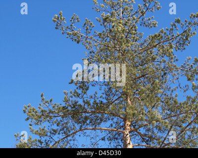 Pino silvestre / Pinus silvestris / Wald-Kiefer Foto Stock