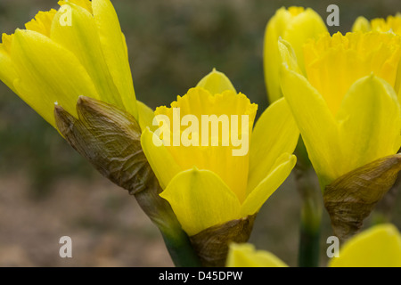 The first of this years daffodils heralding Spring Foto Stock