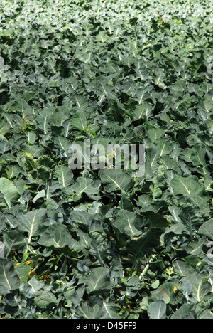 Un raccolto vegetale che cresce in un campo Foto Stock