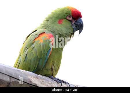 Un pappagallo colorato (rosso fiammante Macaw, Ara rubrogenys) isolato su sfondo bianco Foto Stock