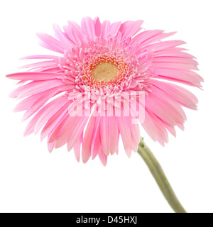 Pink gerbera flower su bianco Foto Stock