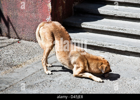 Gaunt giovane cane randagio con ossatura visibile e senza preoccupazioni di collare delizioso osso donati al di fuori di La Merced mercato Messico Oaxaca Foto Stock